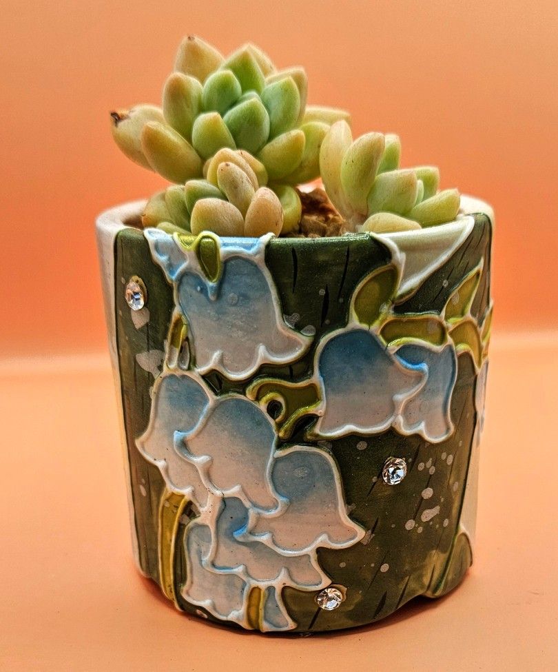 Echeveria Sherbert Cake Korean Import Succulent