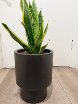 West Elm Planter with Snake Plant
