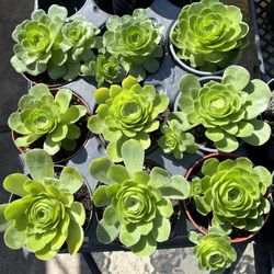 Echeveria Mountain Rose/Greenovia Succulent $13ea