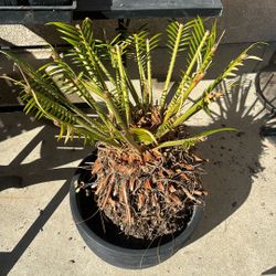 Large Sago Palm (Cut back)