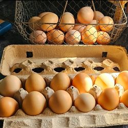 Fresh Eggs