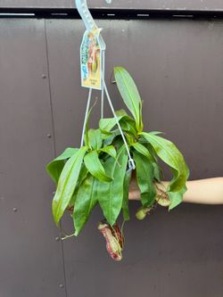 6” nepenthes gaya