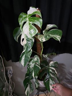 Monstera Albo