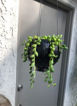 String of Tears succulent in hanging glass planter pot