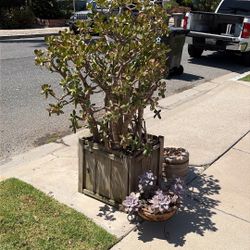Extra Large Potted Jade Plant And Stepping Stones