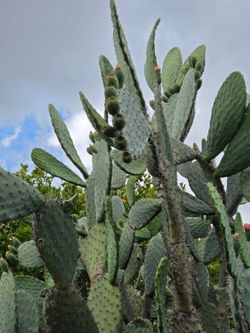 Vendo pencas de este Nopal
