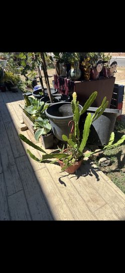 Plant For Sale