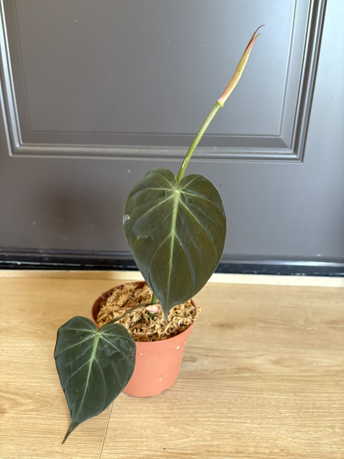 Philodendron Micans Plant