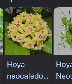 Hoya neocaledonica.  Indoor plants