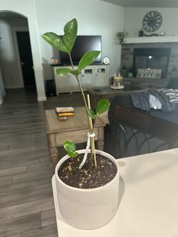 Plant