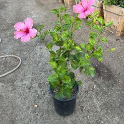 Hibiscus Bush