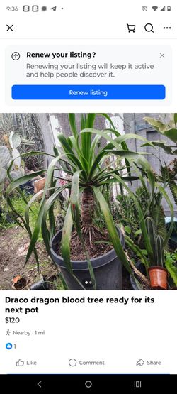 Draco dragon Tree plant