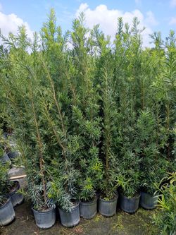 Huge Podocarpus over 5 to 7 feet tall instant privacy hedge for fence minimum qty 30+ all sizes available