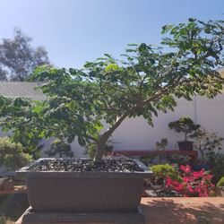 Brazilian Rain Tree Pre Bonsai