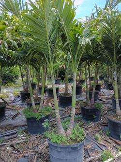 Christmas Palms over 8 feet tall instant privacy hedge for fence all sizes available