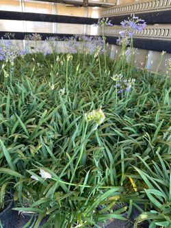 Lily of the Nile agapanthus 5gal