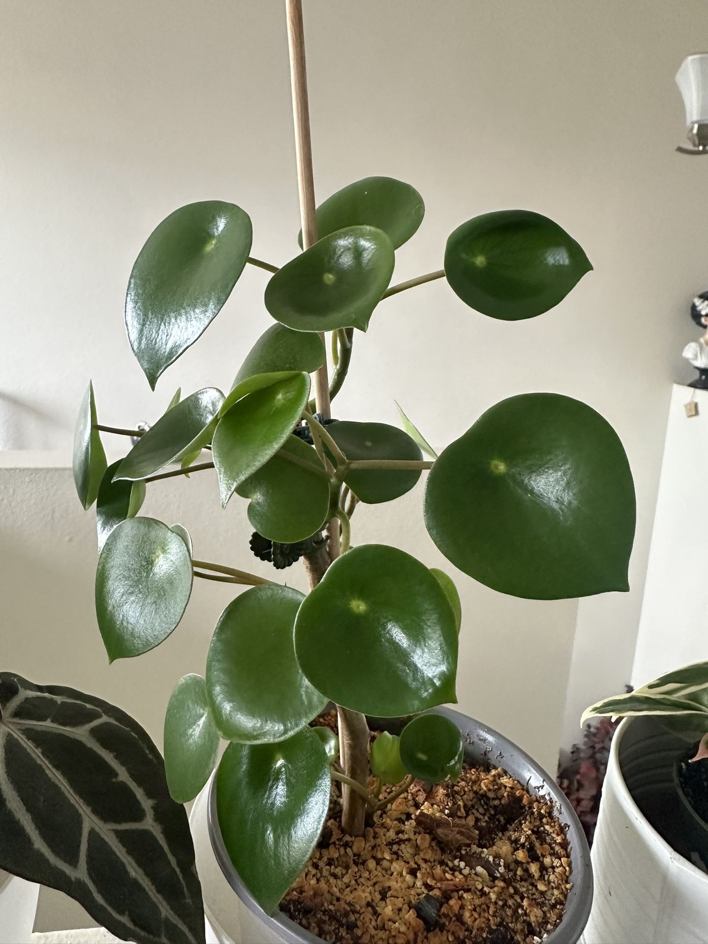 Peperomia RainDrop