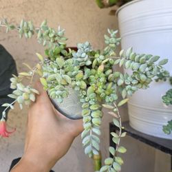 Cotyledon Pendens Succulent In Mint pot 