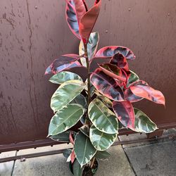 8” xl pink ruby rubber plant