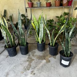 Snake Plants 