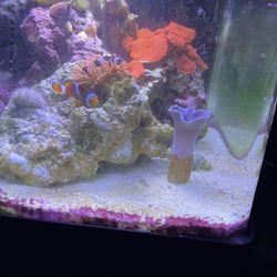 Saltwater Aquarium, 30 Gallons