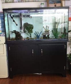 60 gallon fish tank