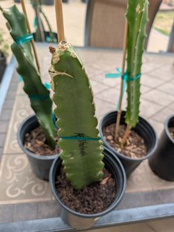 Asunta 5 starburst dragon fruit plant
