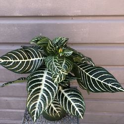 6” zebra plant about to bloom