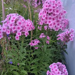 Fresh  bouquet  Of Phlox 