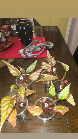 Begonia Julau