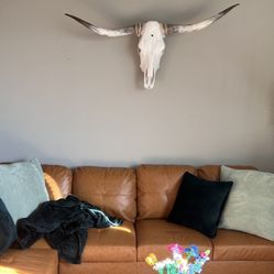 Texas Longhorn Skull