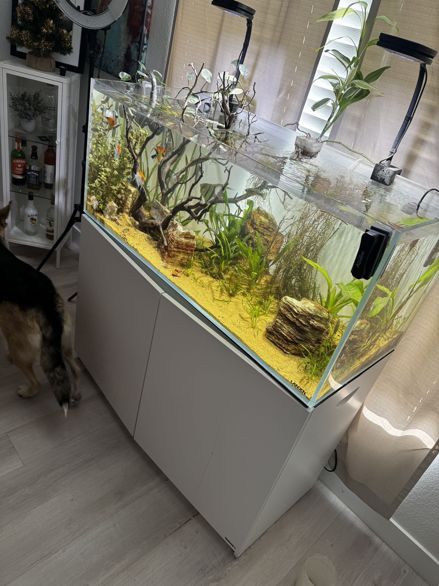 75 Gallon Landen Aquarium | Stand | FX4