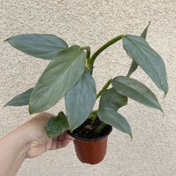Beautiful Philodendron Silver Sword Plant 