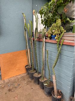 Cactus