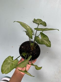 Syngonium White Butterfly