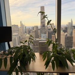 2 Polka Dot Begonias (pink) in 6” Plastic Pots