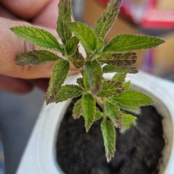 Oaxaca Lemon Verbena (Lippia Alba) Rooted Plant