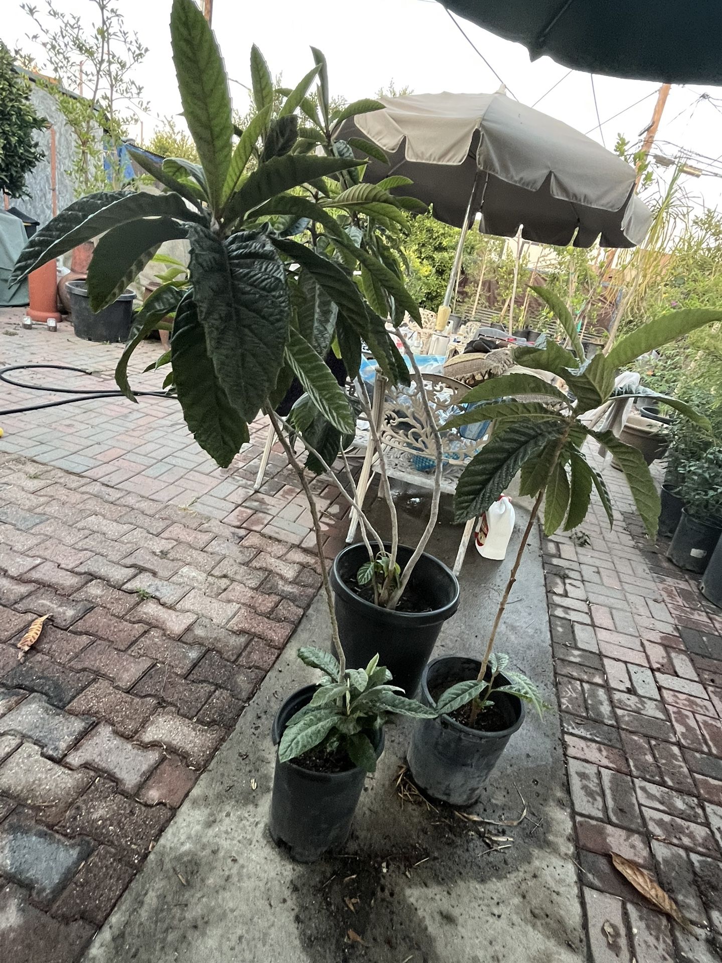 Loquat Tree Plants