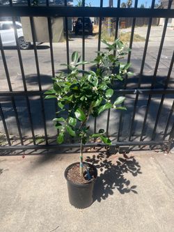Calamondin Tree