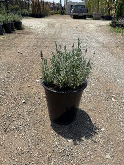 Fragrant Lavender Plants - 5 Gal Pot