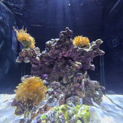 Red Sea Nano Max G2 Penisula Reef Tank