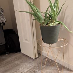 Gold Plant Holder