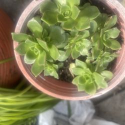 Succulent One Pot $5