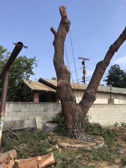 TREES