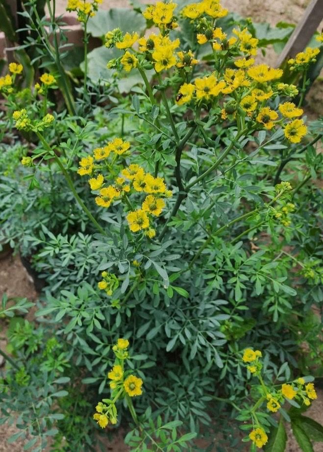 Ruda plant
