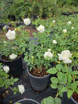 Iceberg Roses white 5 gallon for sale!