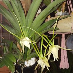 Orchid In Bloom $150