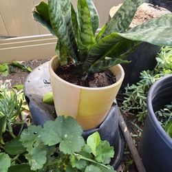 Snake Plant