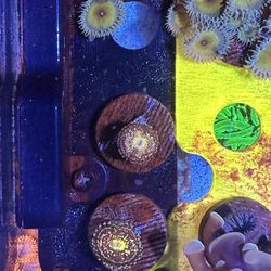 Grim Reaper Zoanthid Frag – WYSIWYG Collector Grade