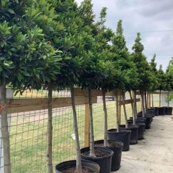 Japanese Blueberry Tree 30gallons 10ft Tall 